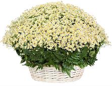 Цветочная композиция из Ромашки в корзине #REPLACE_PRED# Горном Новосибирской области